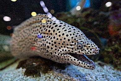 《火焰纹章：结合》新角色演示：公主“希莉奴”